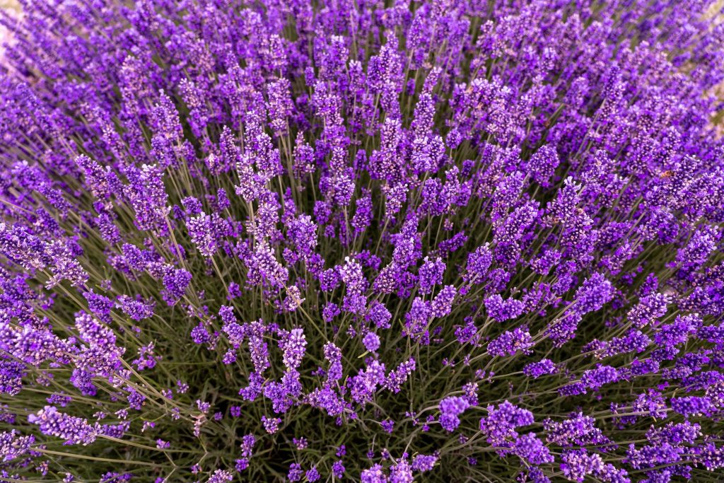 Lavendel im Garten - Sinnbild für Führen wie ein Gärtner